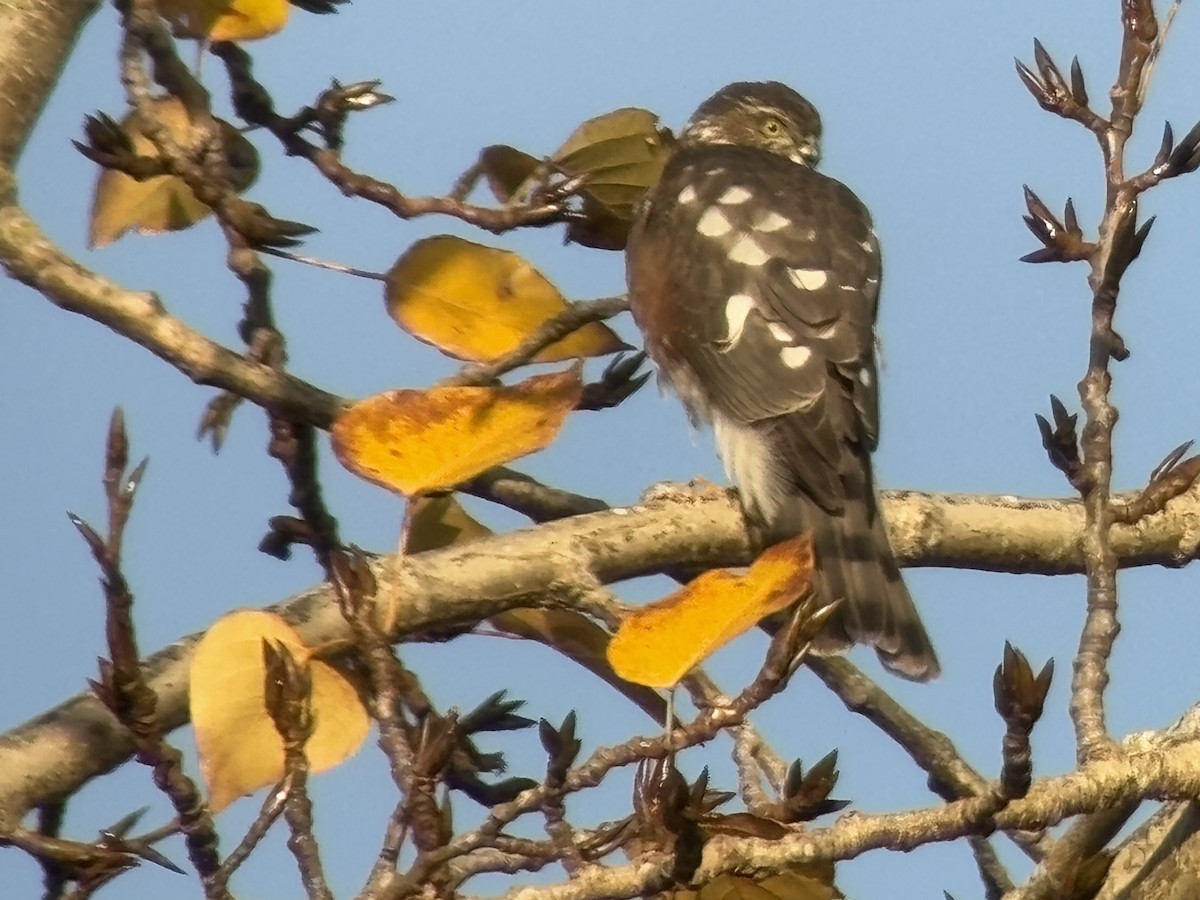 Sharp-shinned Hawk - ML646024681