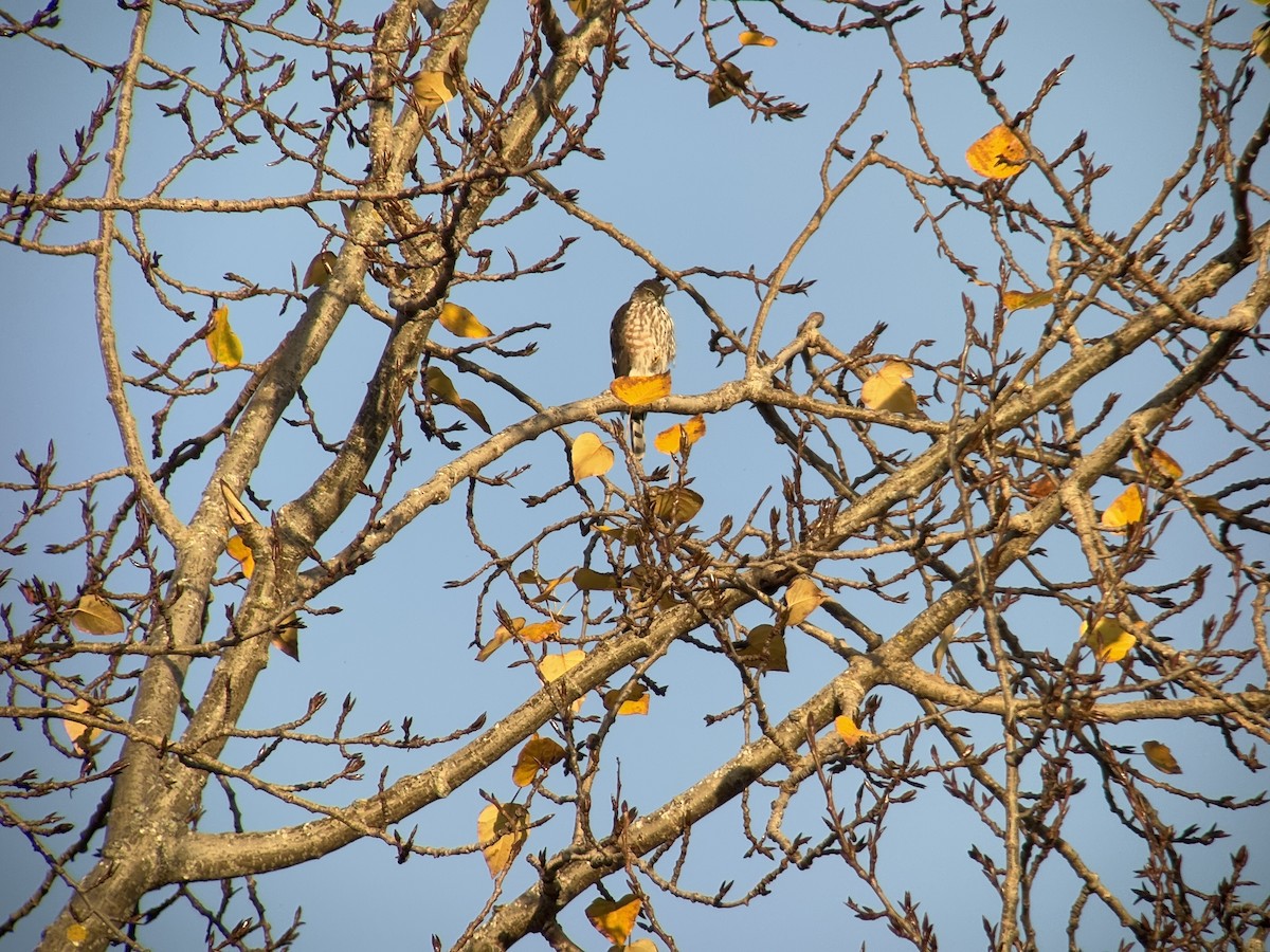 Sharp-shinned Hawk - ML646024682
