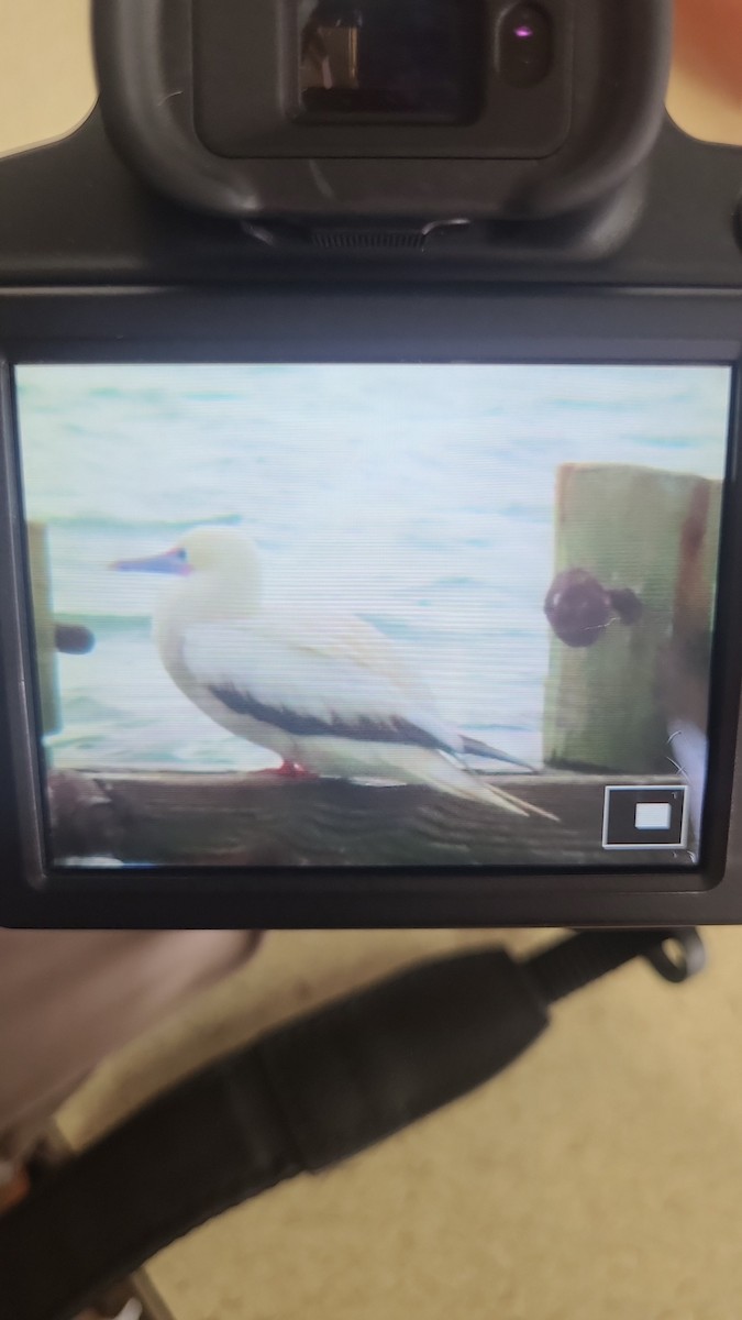 Red-footed Booby - ML646024693