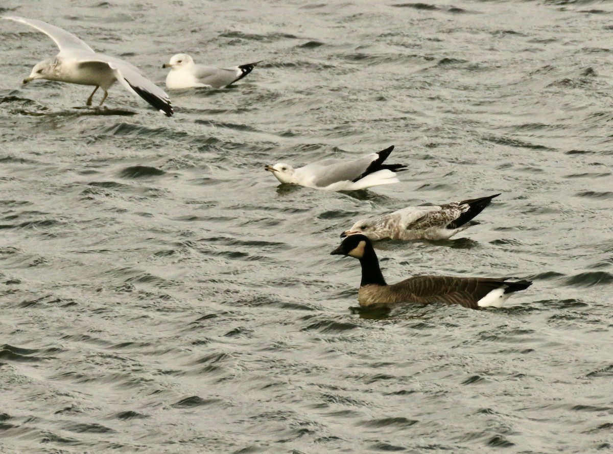 Cackling Goose - ML646024695