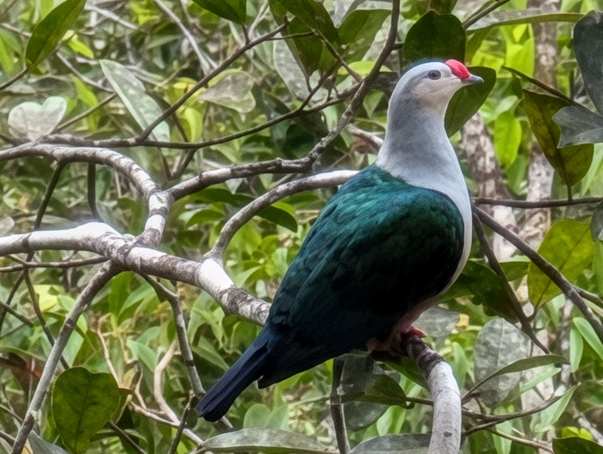 Red-knobbed Imperial-Pigeon - ML646024697
