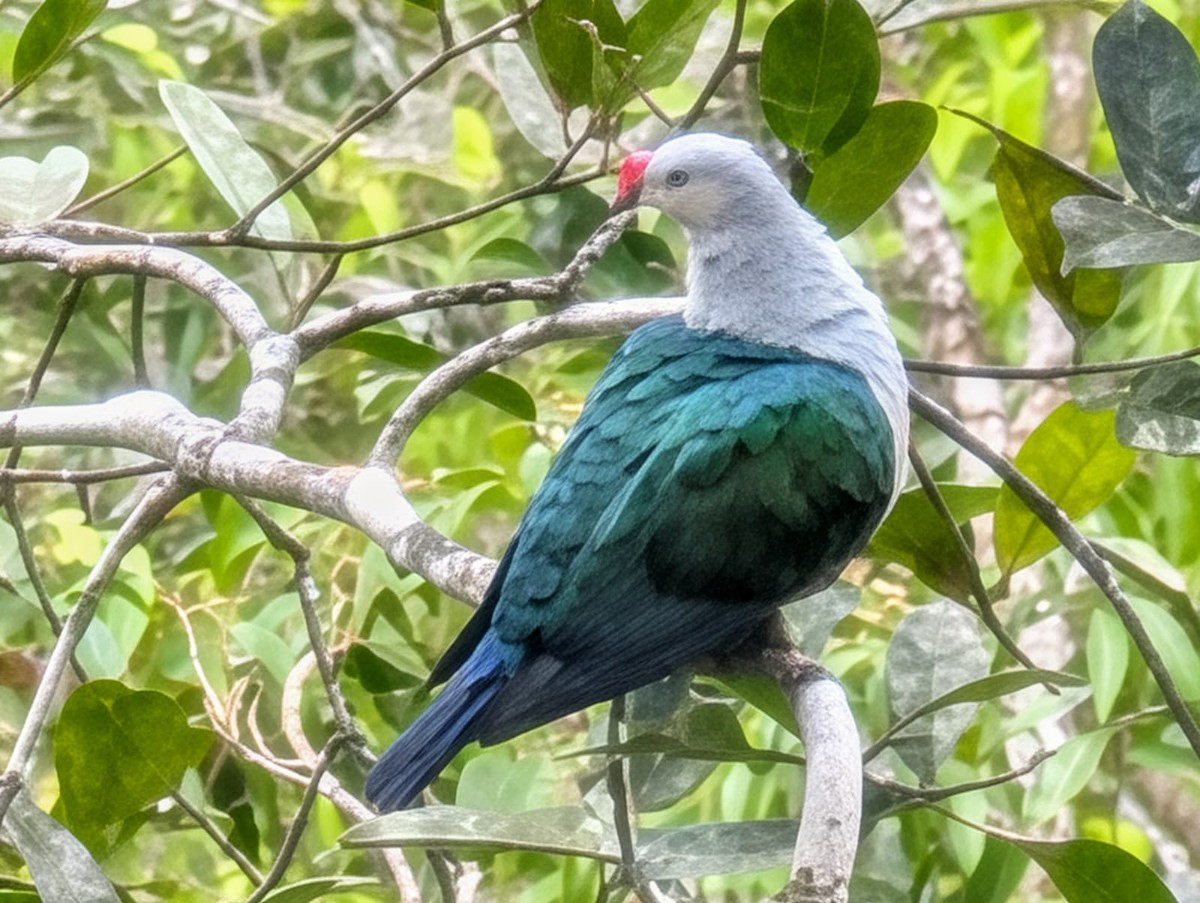 Red-knobbed Imperial-Pigeon - ML646024698