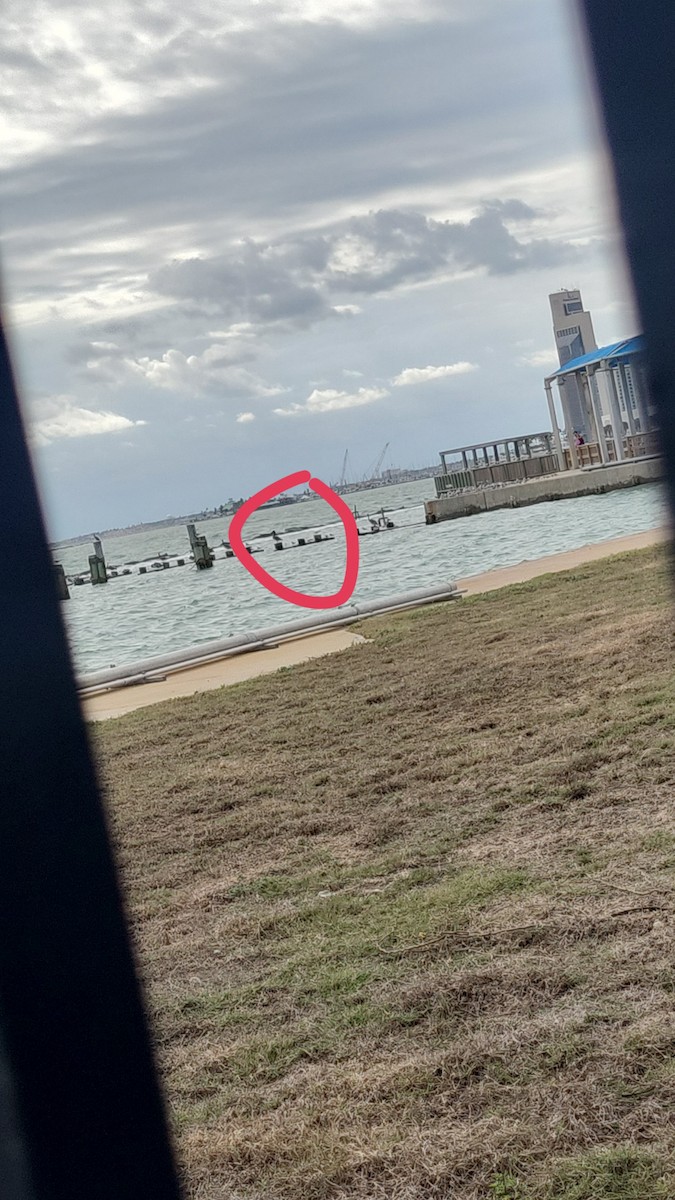 Red-footed Booby - ML646024700