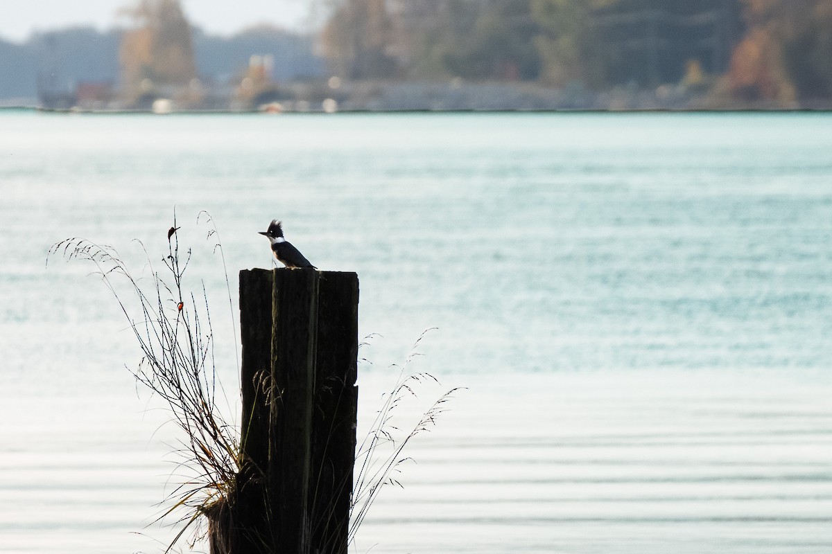 Belted Kingfisher - ML646024705