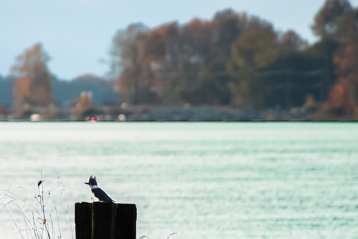 Belted Kingfisher - ML646024706