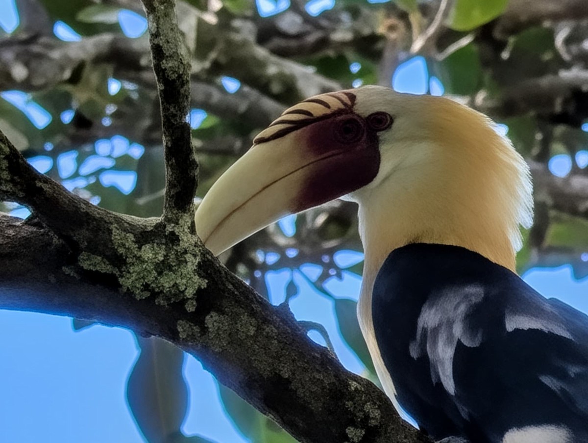 Blyth's Hornbill - ML646024711