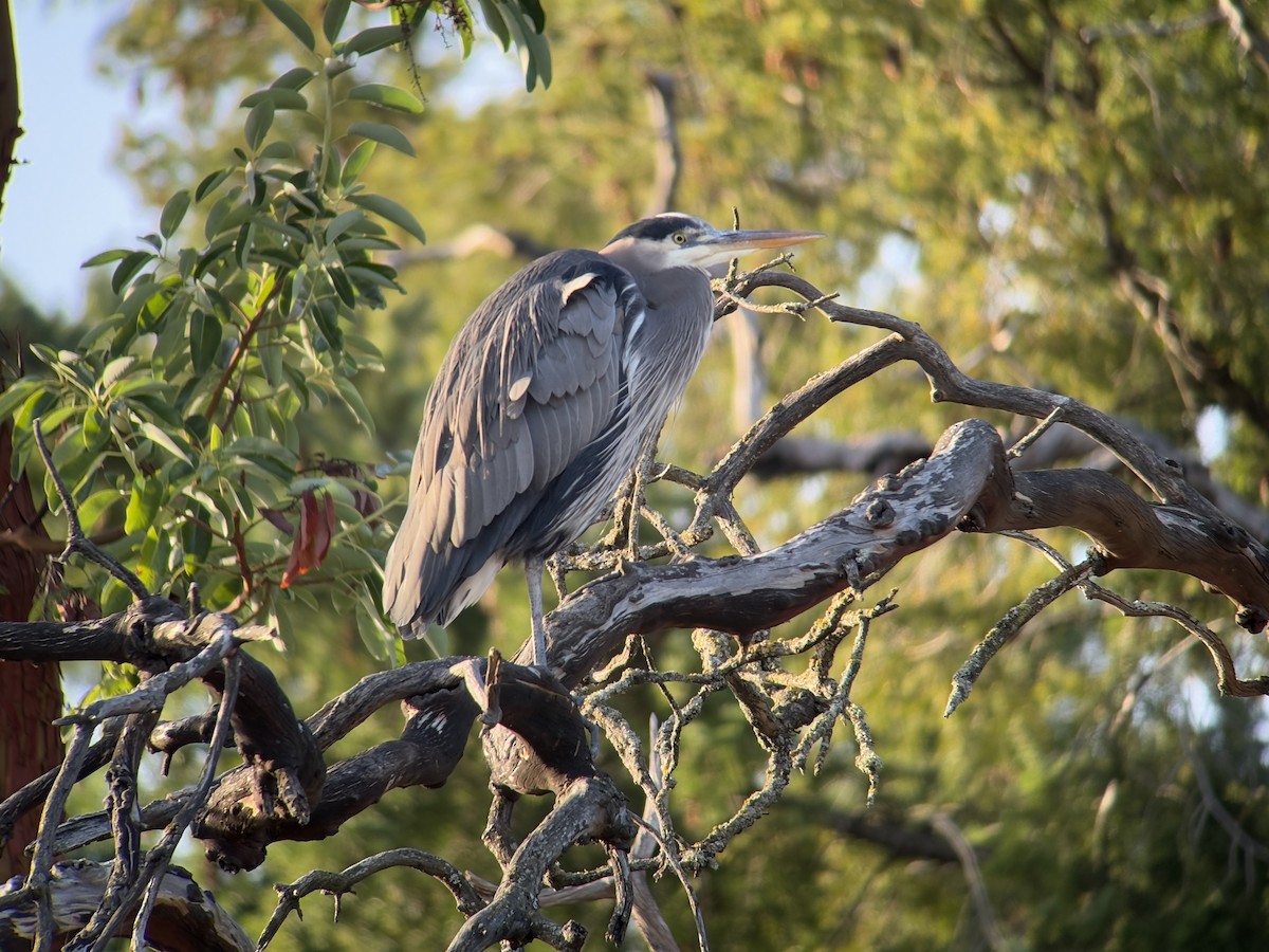 Great Blue Heron - ML646024715