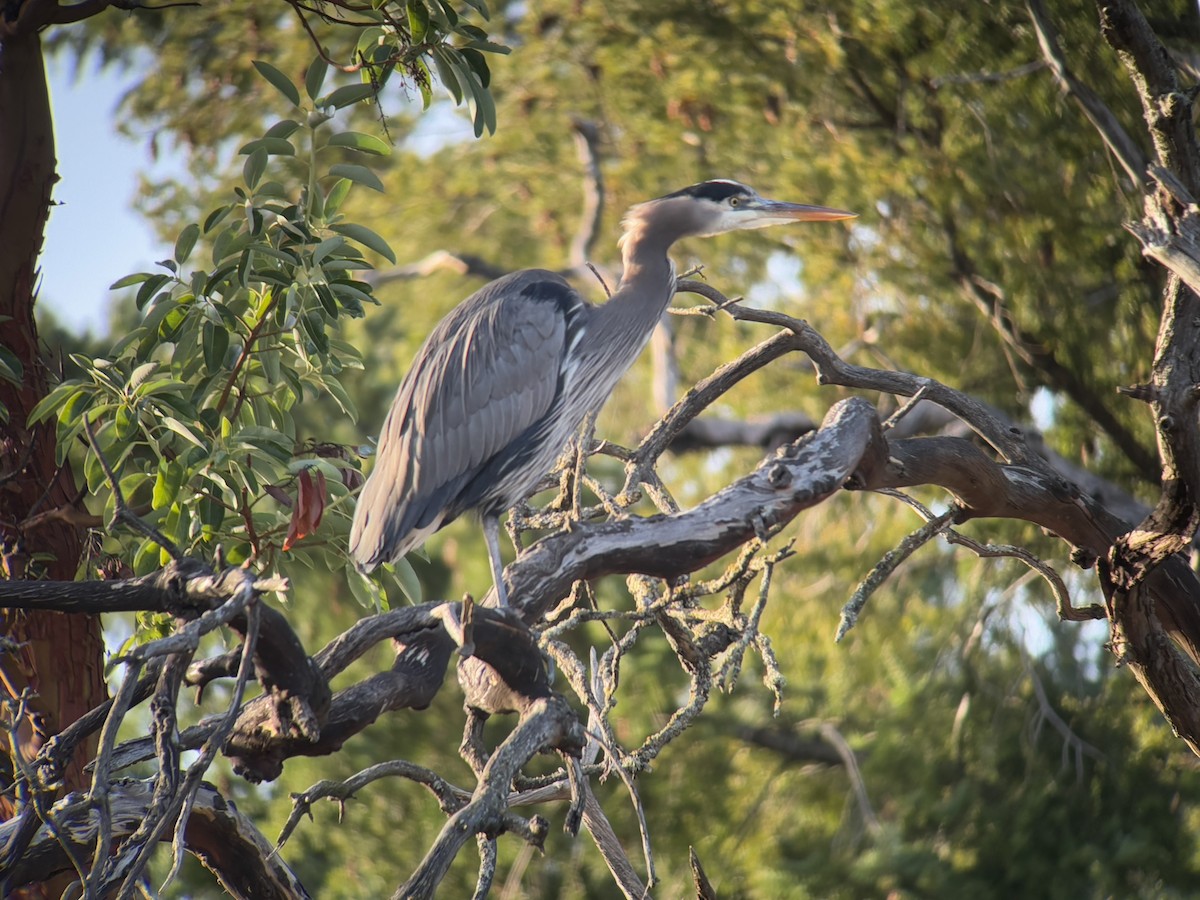 Great Blue Heron - ML646024716