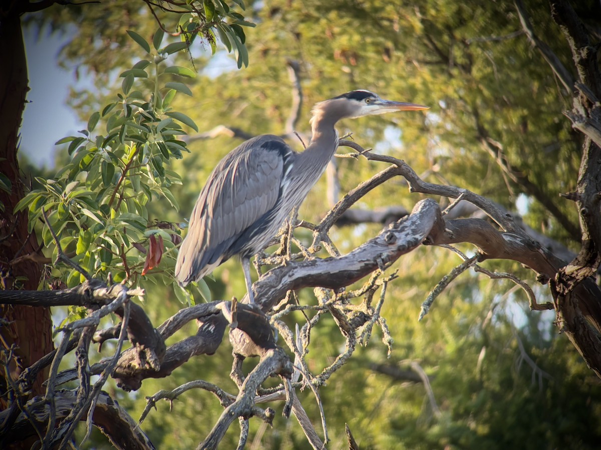 Great Blue Heron - ML646024717