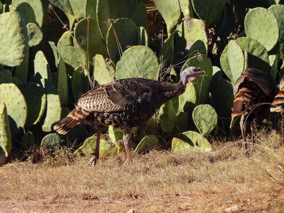 Wild Turkey - ML646024718