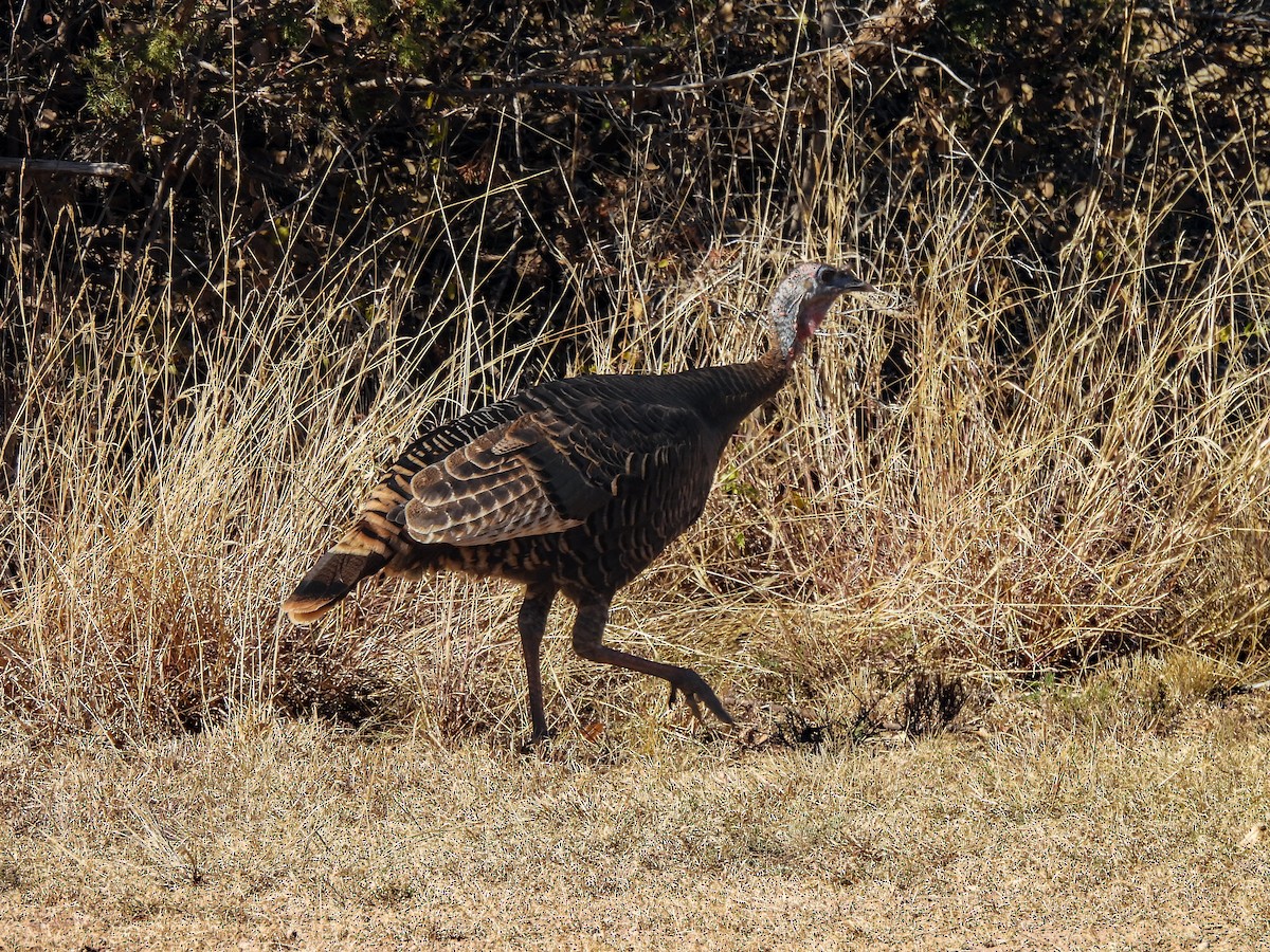 Wild Turkey - ML646024720