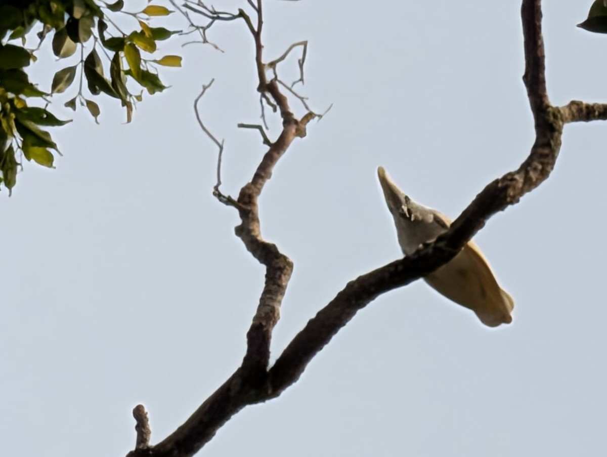 Solomons Corella - ML646024723