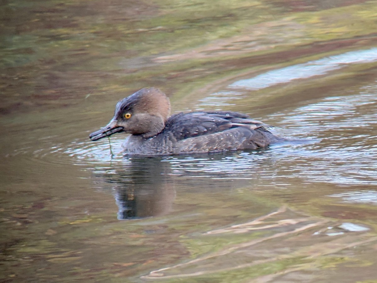 Hooded Merganser - ML646024727