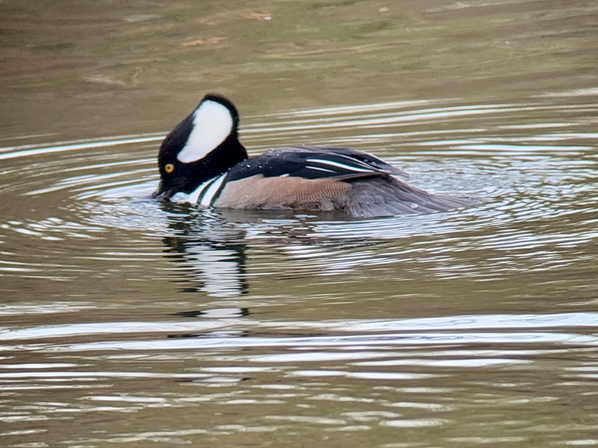 Hooded Merganser - ML646024728