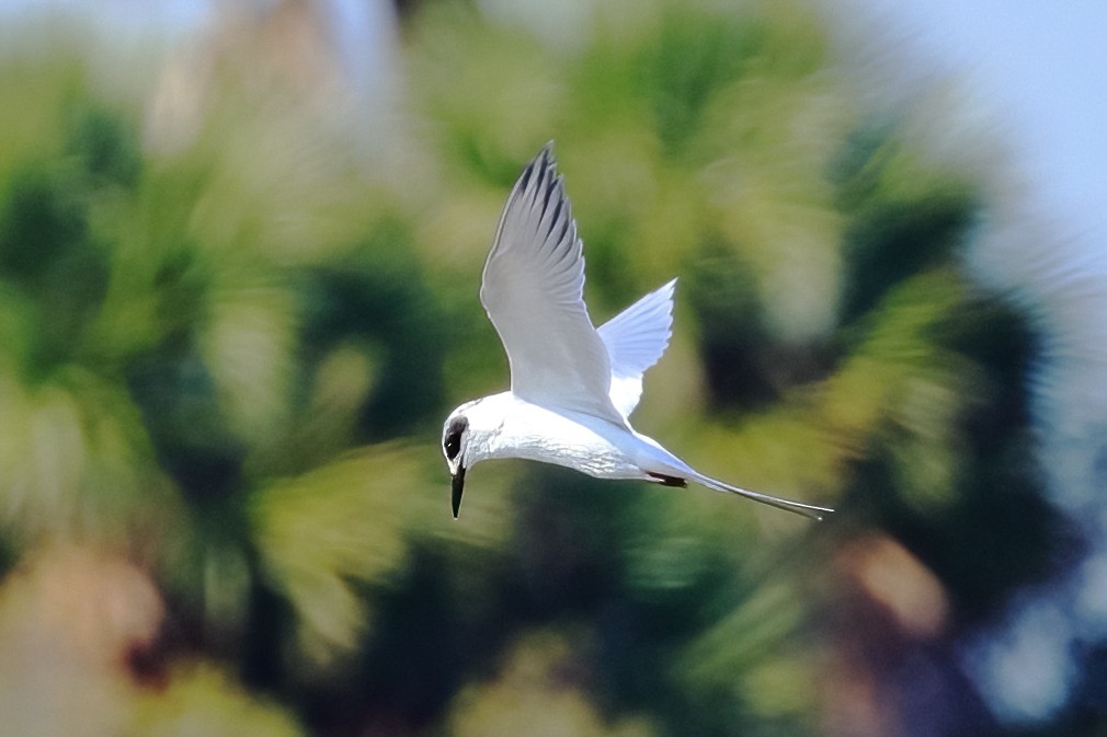 Forster's Tern - ML646024729