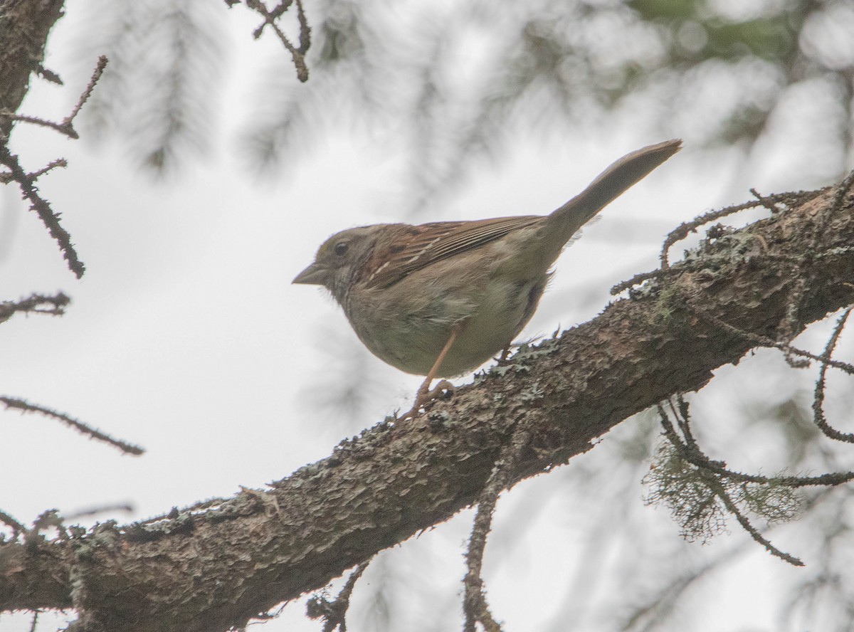 White-throated Sparrow - ML646024731