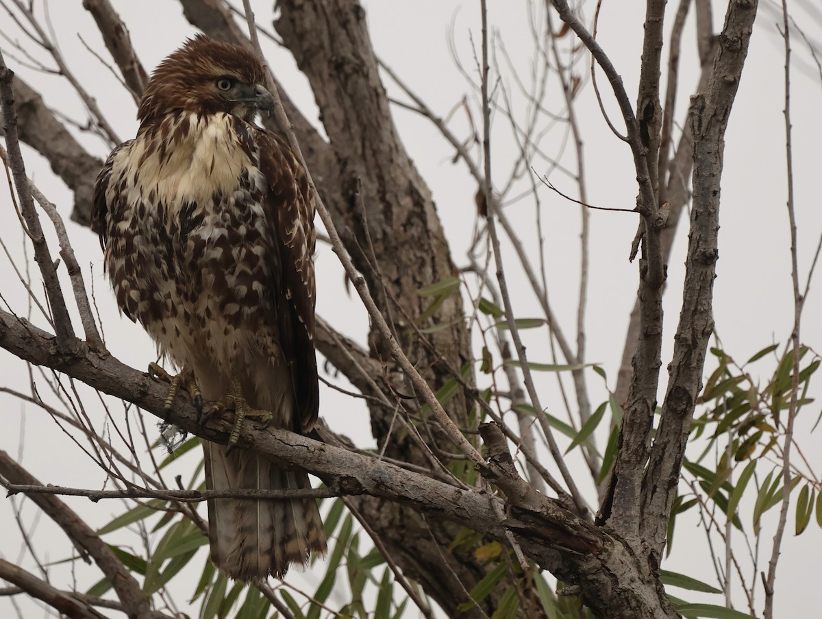 káně rudochvostá - ML646024732