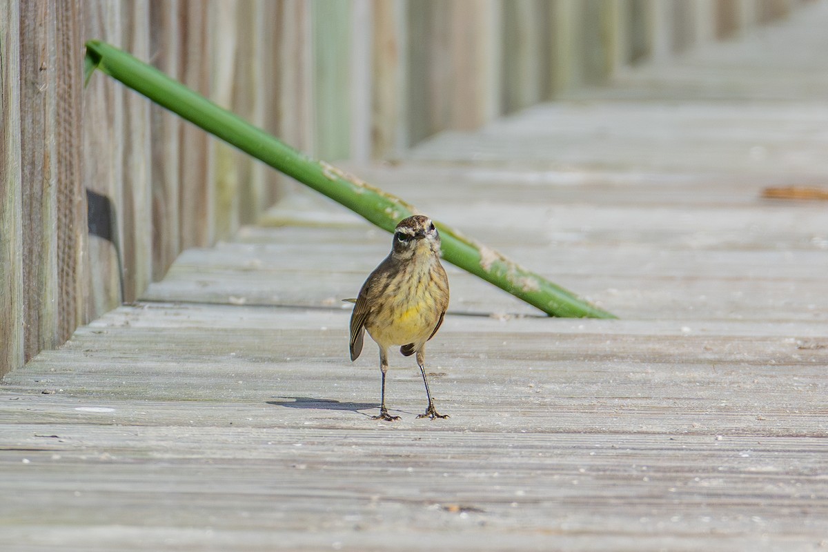 Palm Warbler - ML646024739