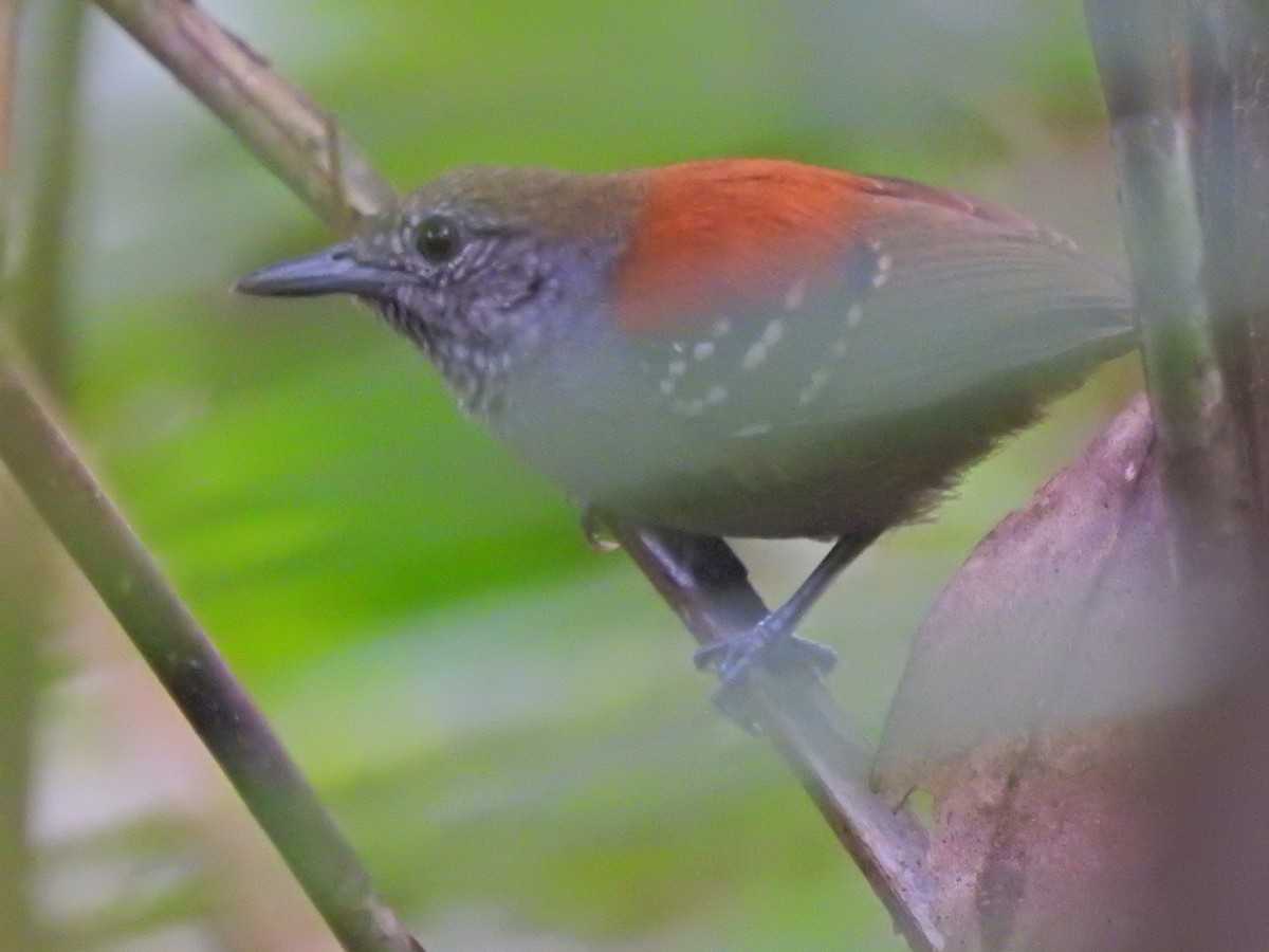 Rio Madeira Stipplethroat - ML646024740