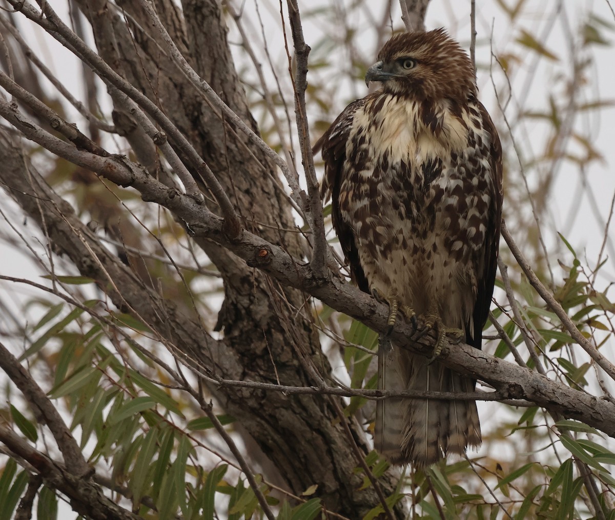 káně rudochvostá - ML646024743