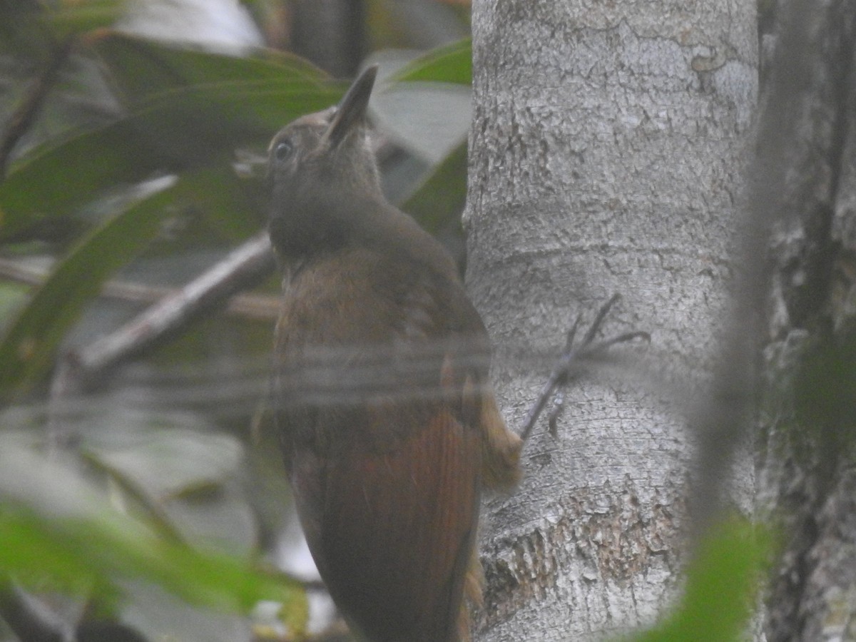 Plain-brown Woodcreeper - ML646024746
