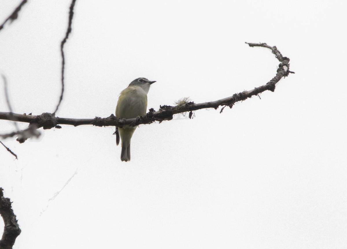 Blue-headed Vireo - ML646024752