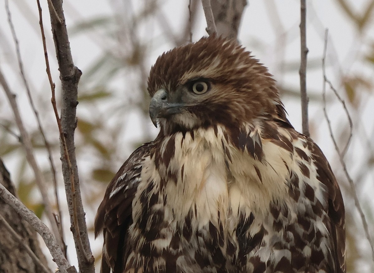 káně rudochvostá - ML646024753