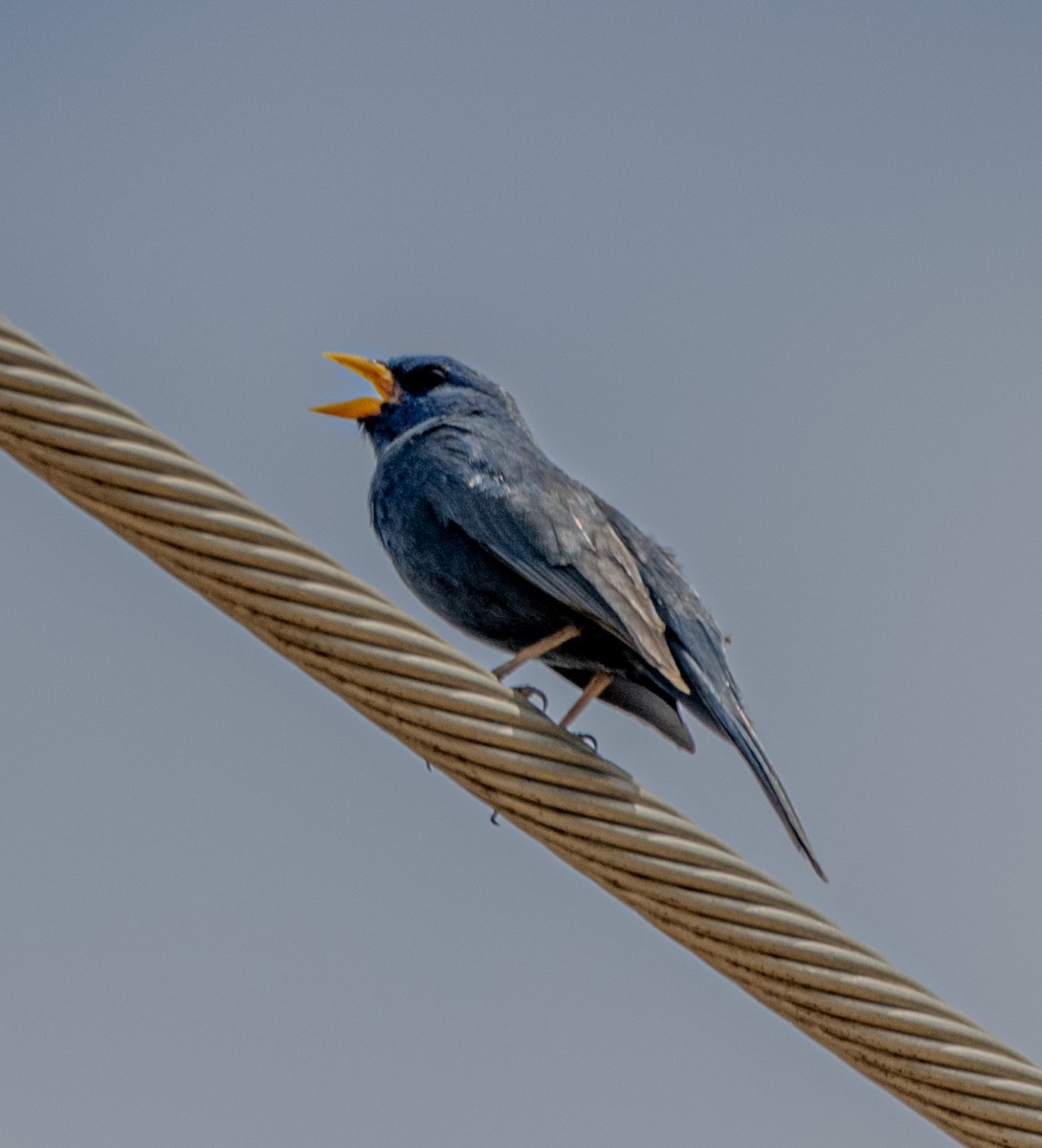 Blue Finch - ML646024754