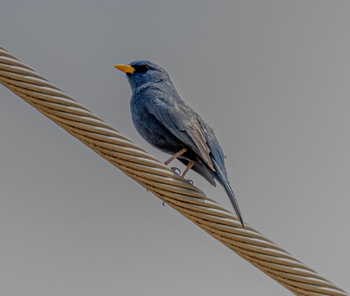 Blue Finch - ML646024755