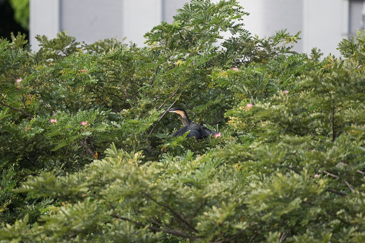 bukáček žlutokrký - ML646024763