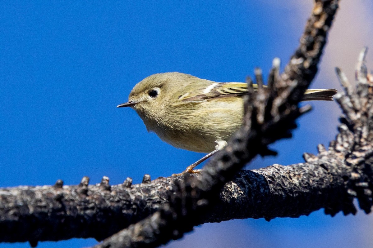 Ruby-crowned Kinglet - ML646024768