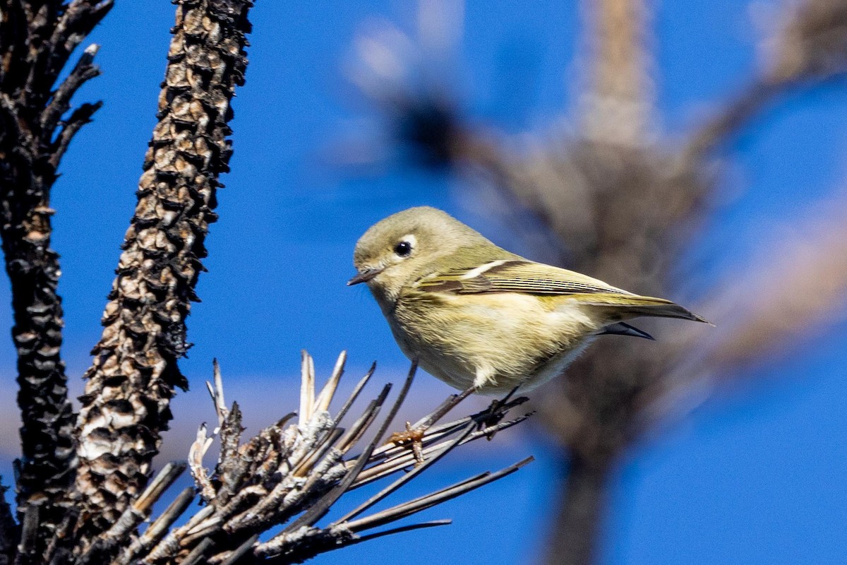 Ruby-crowned Kinglet - ML646024769