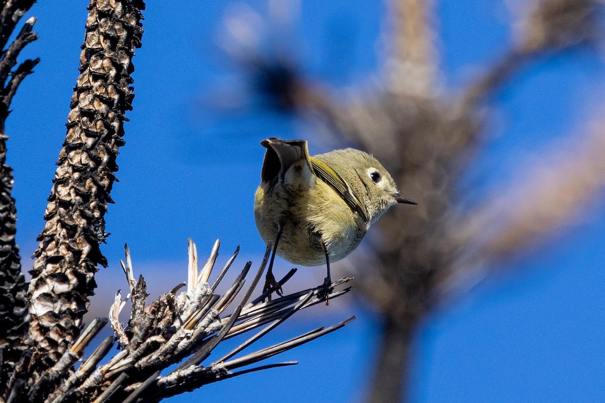 Ruby-crowned Kinglet - ML646024770