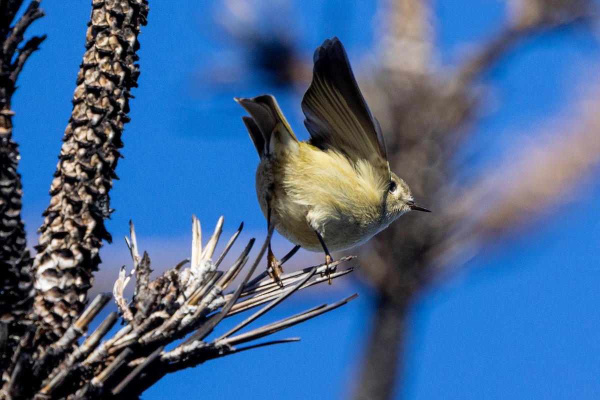 Ruby-crowned Kinglet - ML646024771