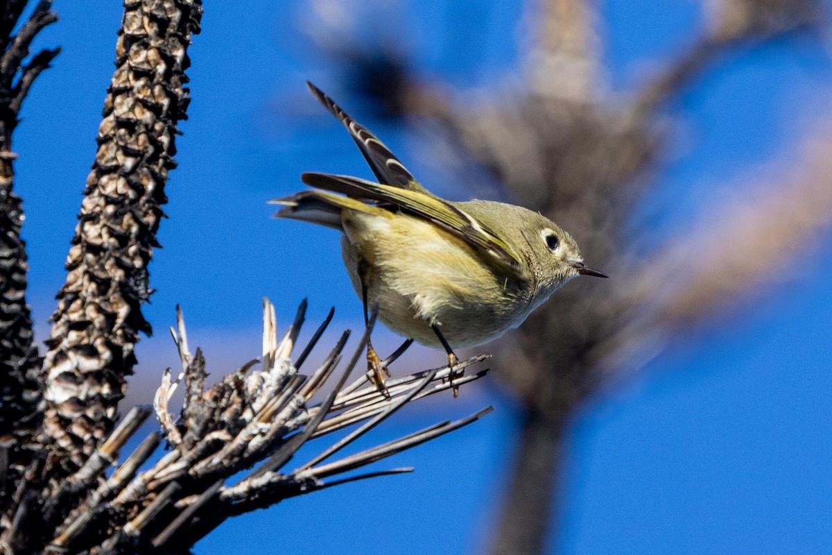 Ruby-crowned Kinglet - ML646024772
