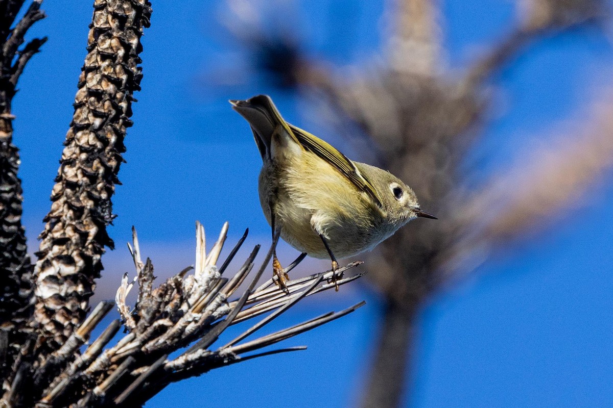 Ruby-crowned Kinglet - ML646024773