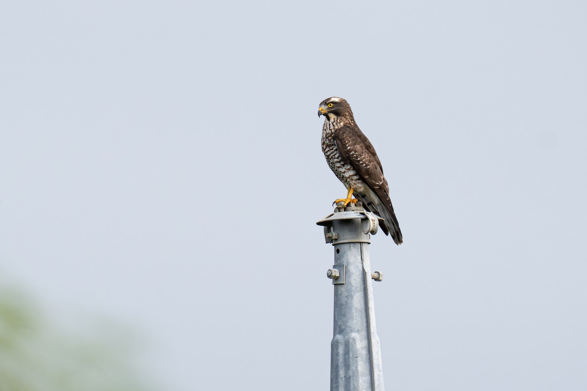 Gray-faced Buzzard - ML646024774