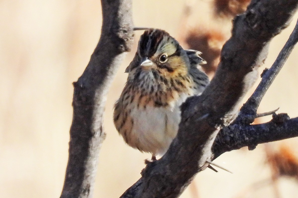 Lincoln's Sparrow - ML646024777