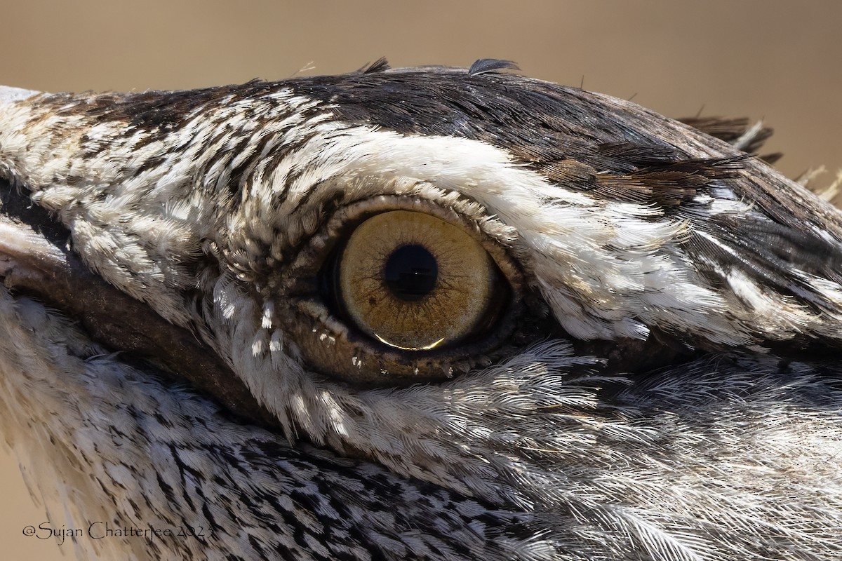 Kori Bustard - ML646024781