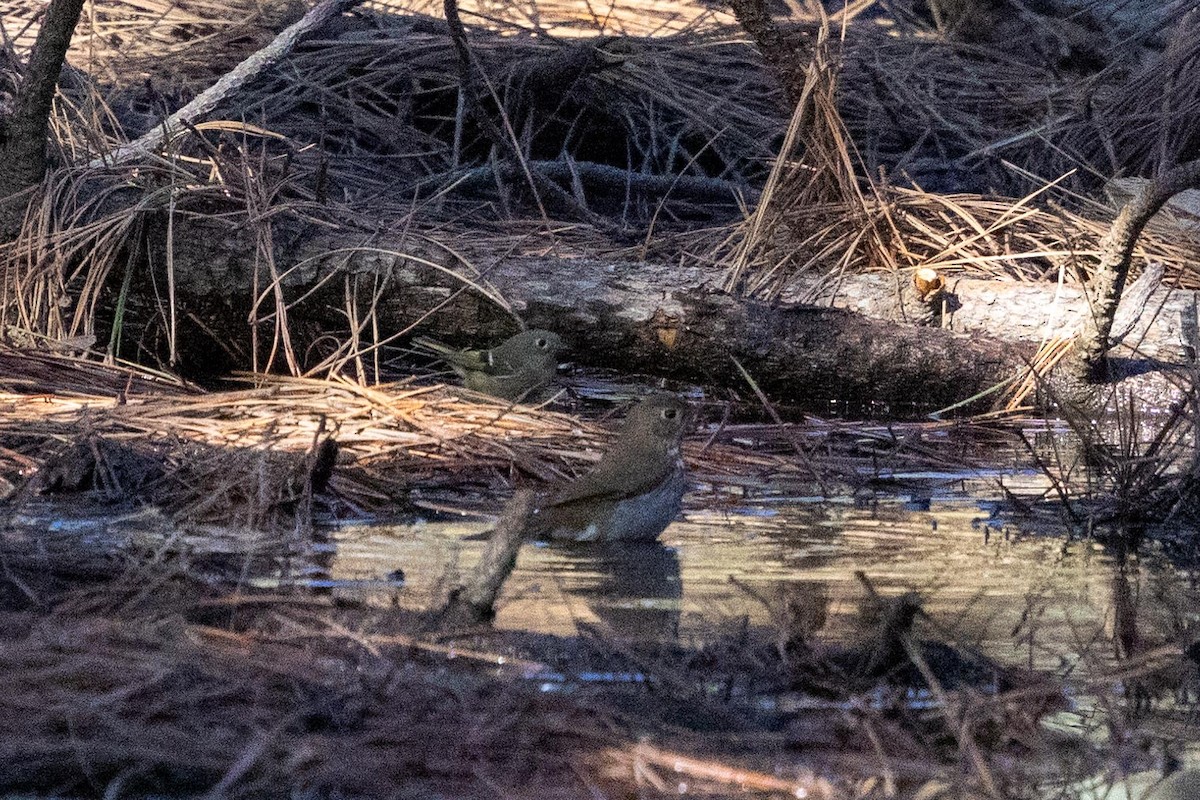 Ruby-crowned Kinglet - ML646024784