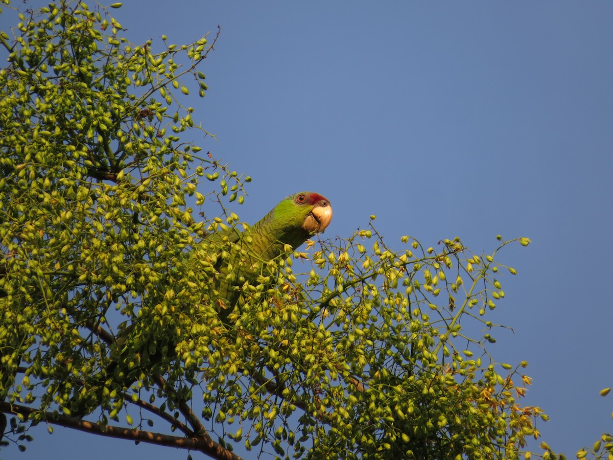 Lilac-crowned Amazon - ML646024787