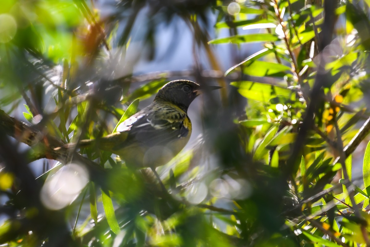 Scott's Oriole - ML646024790