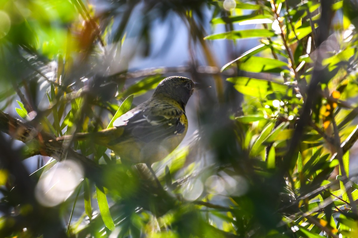 Scott's Oriole - ML646024791