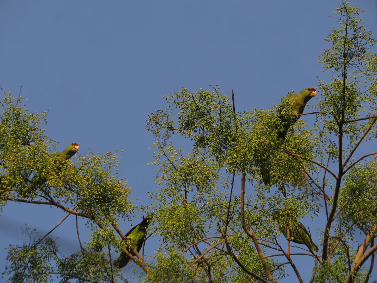 Lilac-crowned Amazon - ML646024792