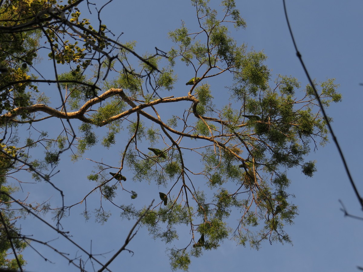 Lilac-crowned Amazon - ML646024793