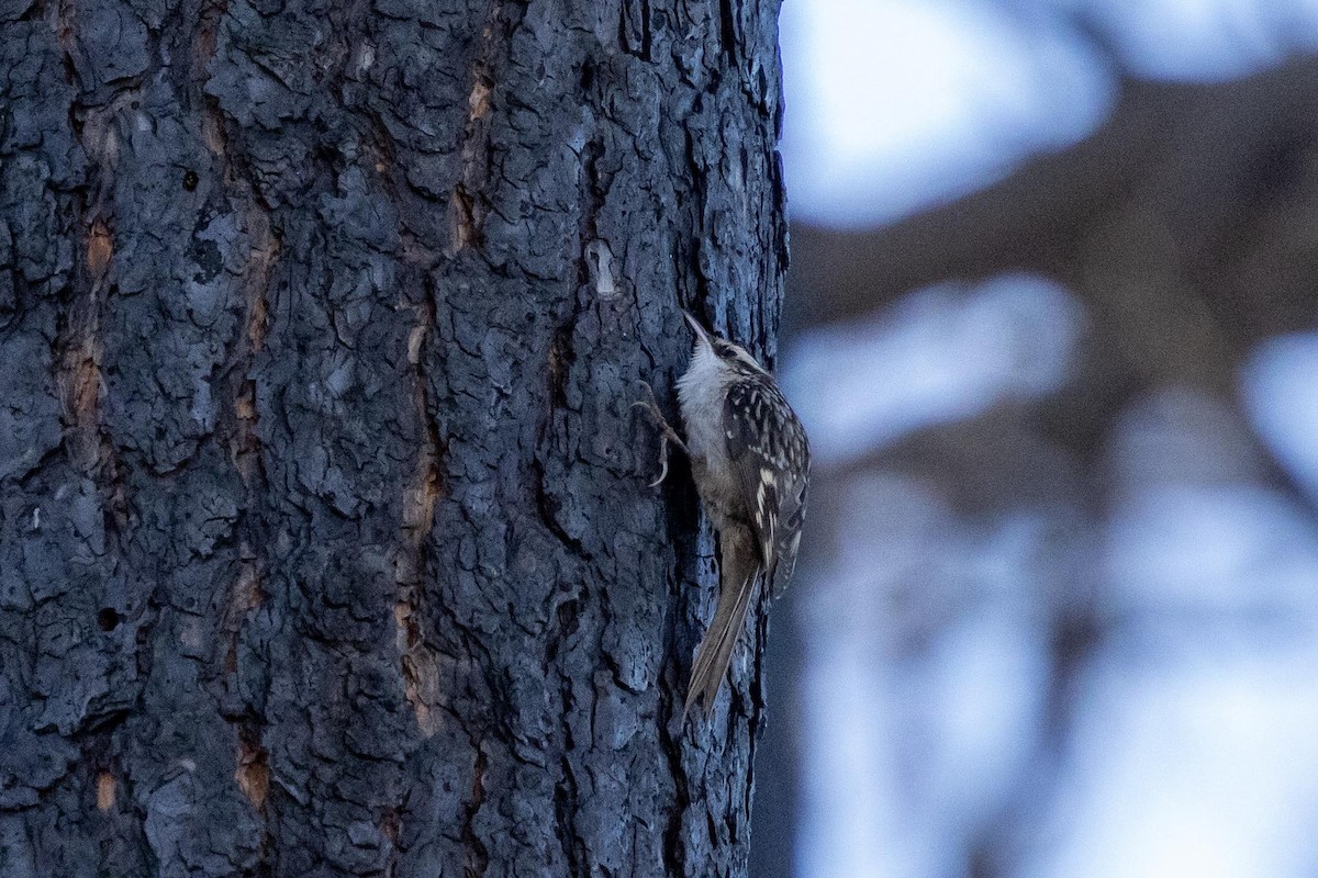 Brown Creeper - ML646024794