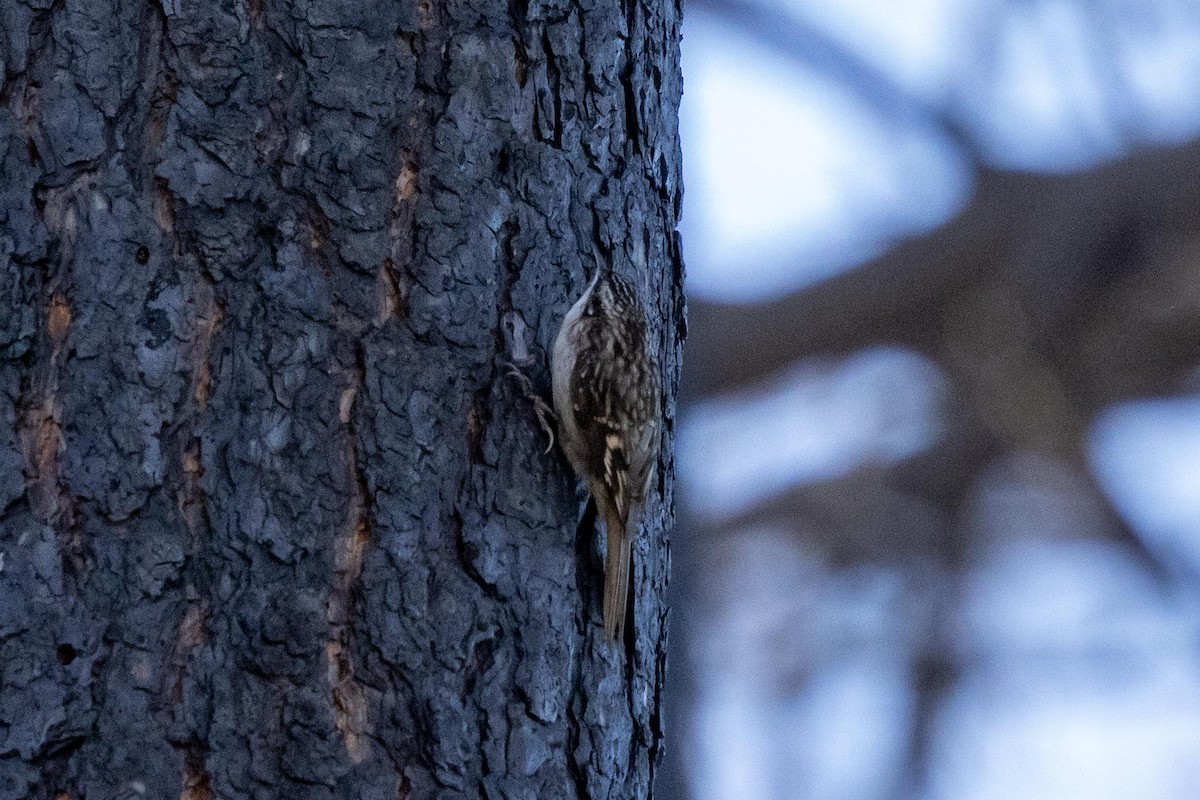 Brown Creeper - ML646024795