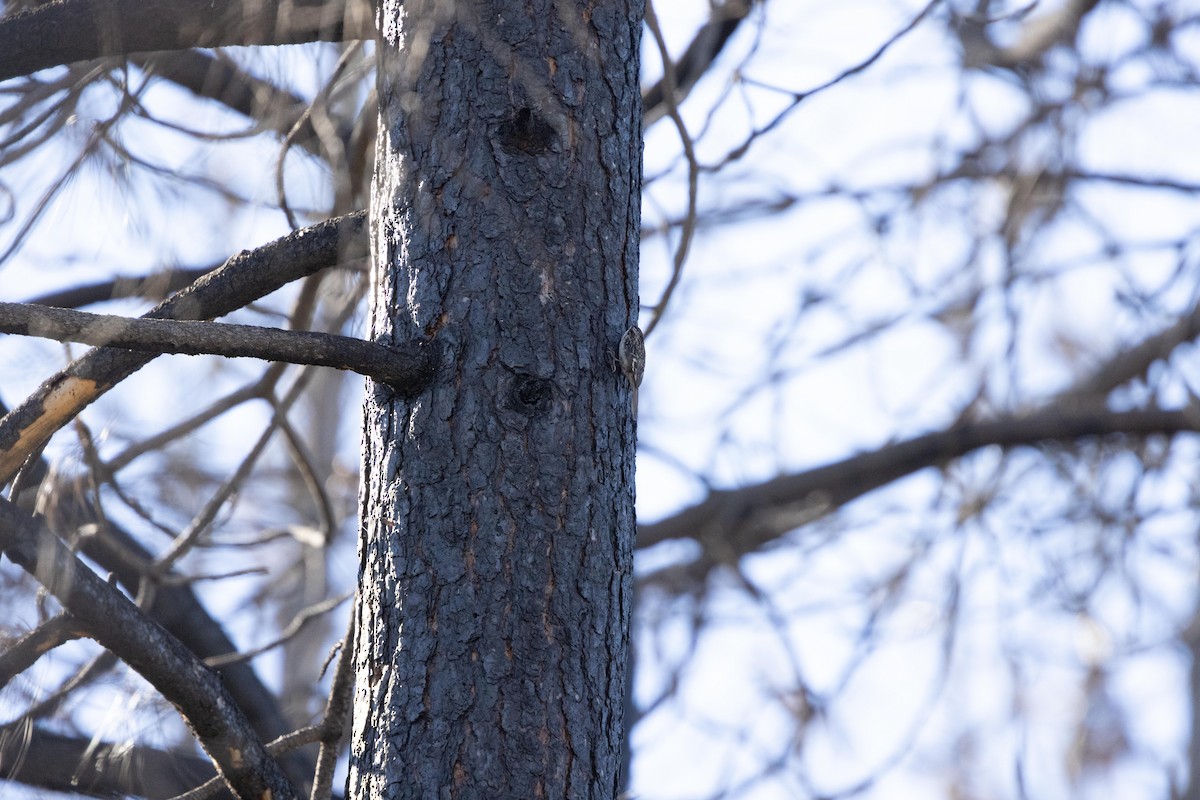 Brown Creeper - ML646024796