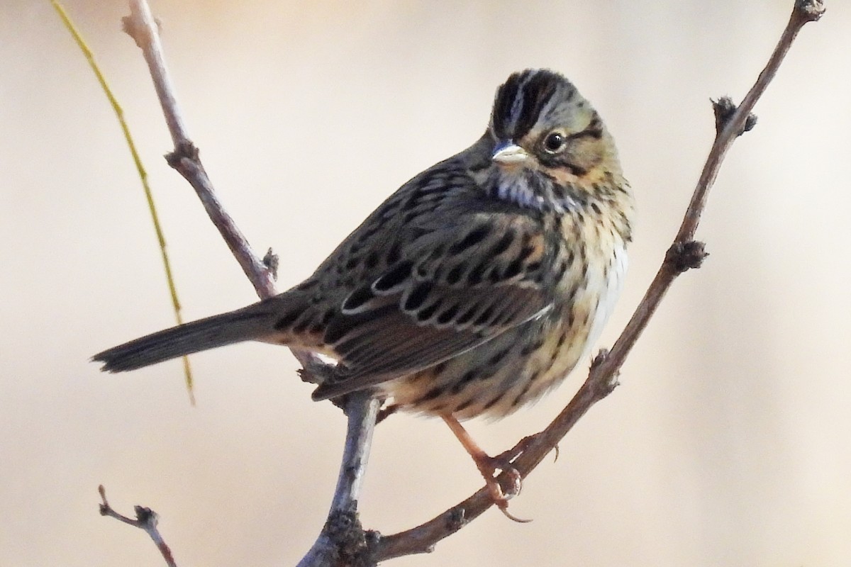 Lincoln's Sparrow - ML646024800