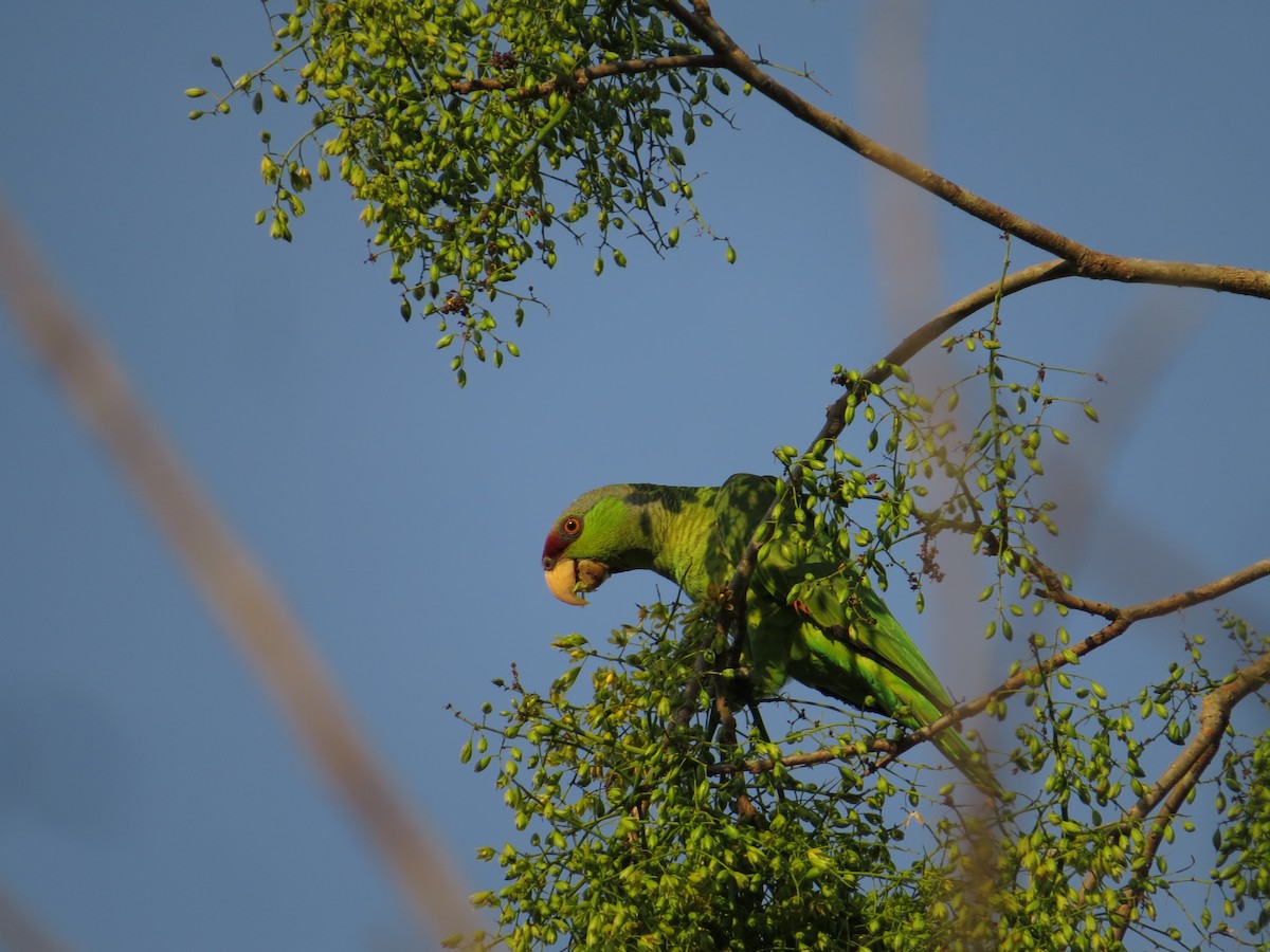 Lilac-crowned Amazon - ML646024802